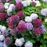 Zašto listovi metličaste hortenzije požute?